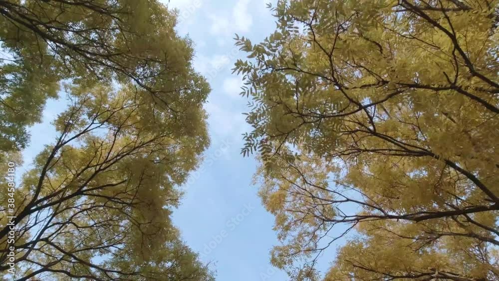 The leaves on the trees begin to turn yellow in autumn The leaves on the trees begin to turn yellow in autumn