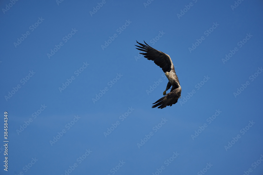 White tailed Eagle Catching eel Raptor Lake Hunting White tailed Eagle Catching eel Raptor Lake Hunting