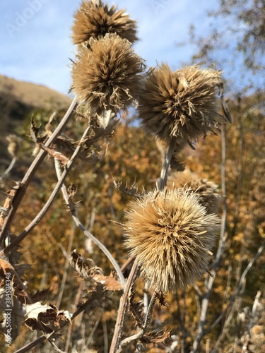 cactus in the desert