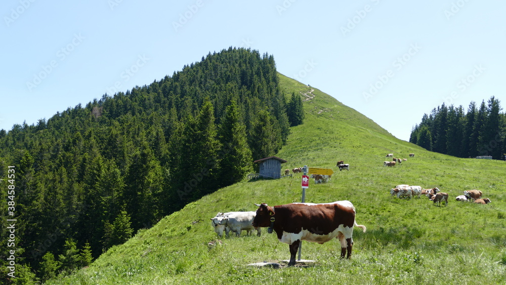 Kühe am Zeitberg Bad Kohlgrub