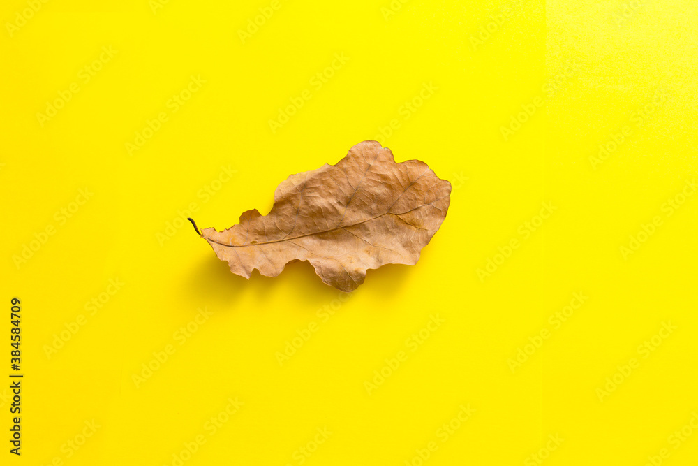 Obraz premium autumn oak leaf on a yellow background