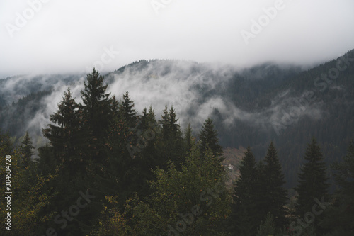 fog in the evergreen pine forest © DIlyana