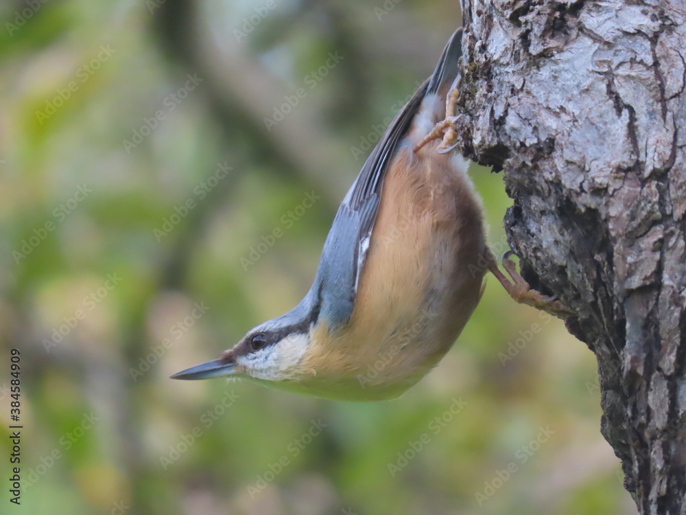 Eurasian nuthatch (Sitta europaea) perching upside down, looking around.