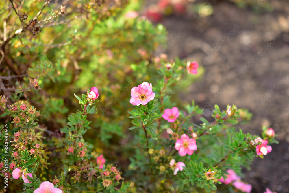 Pink flowers Lapchatka (lat. Potentilla) on a green Bush Pink flowers Lapchatka (lat. Potentilla) on a green Bush