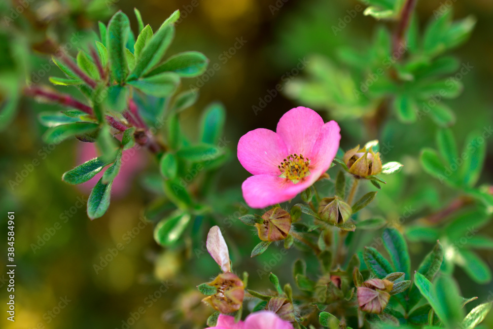 Pink flowers Lapchatka (lat. Potentilla) on a green Bush Pink flowers Lapchatka (lat. Potentilla) on a green Bush