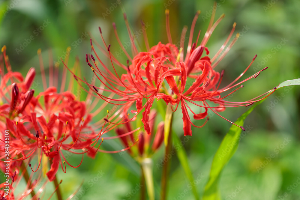 彼岸花(曼珠沙華) 彼岸花(曼珠沙華)