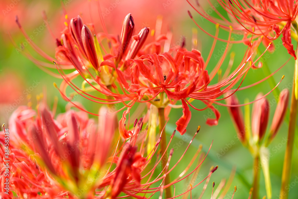 彼岸花(曼珠沙華) 彼岸花(曼珠沙華)