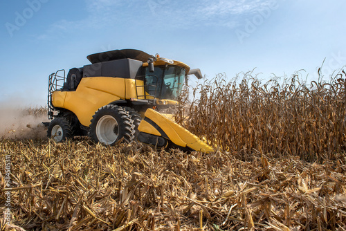 Farmer driving harvester combine vehicle through dried brown corn crop field in summer during harvest time photo