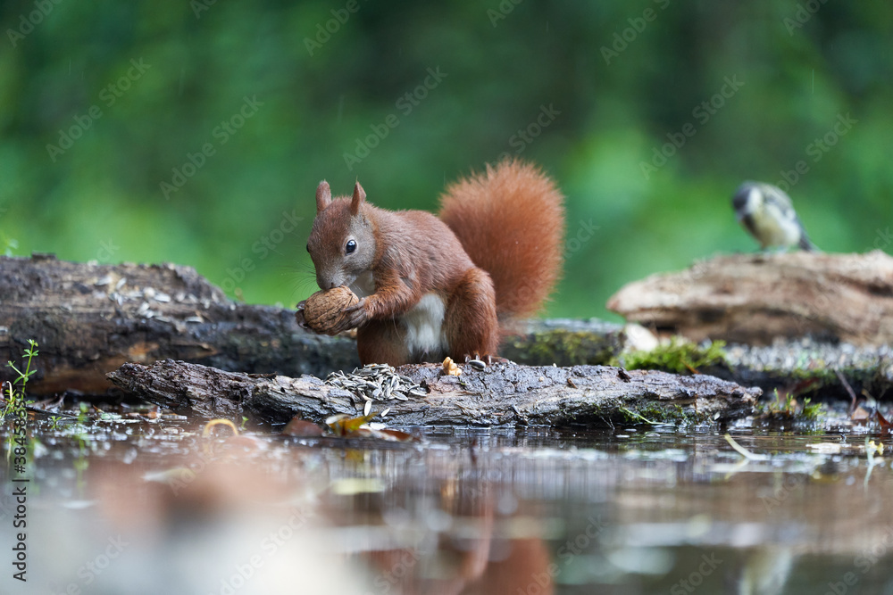 Eurasian Red Squirrel on a Tree with Nuts Eurasian Red Squirrel on a Tree with Nuts