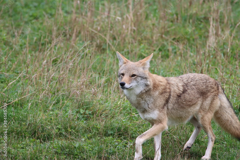 coyote coyote