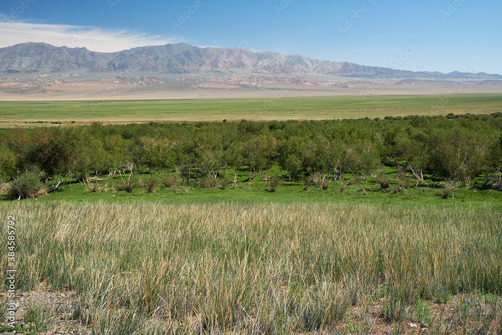 Floodplain birch forest in Khovd aimak in Mongolia Floodplain birch forest in Khovd aimak in Mongolia