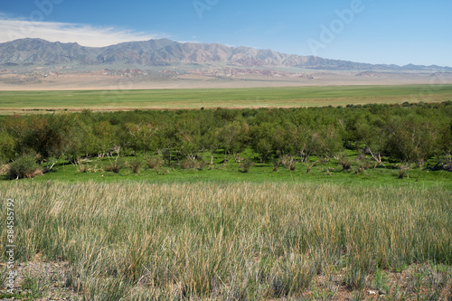 Floodplain birch forest in Khovd aimak in Mongolia photo