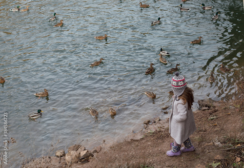 Little girl on lake bank feeding wild ducks photo