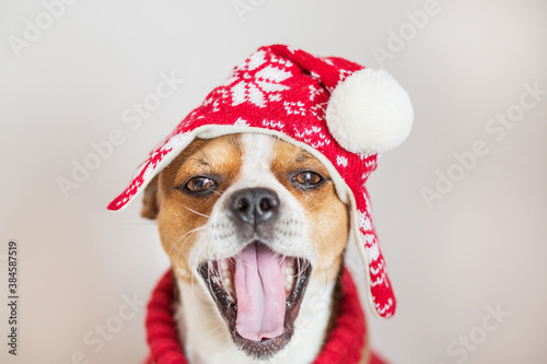 Chihuahua Portrait in christmas hat smiling with open mouth © Iulia