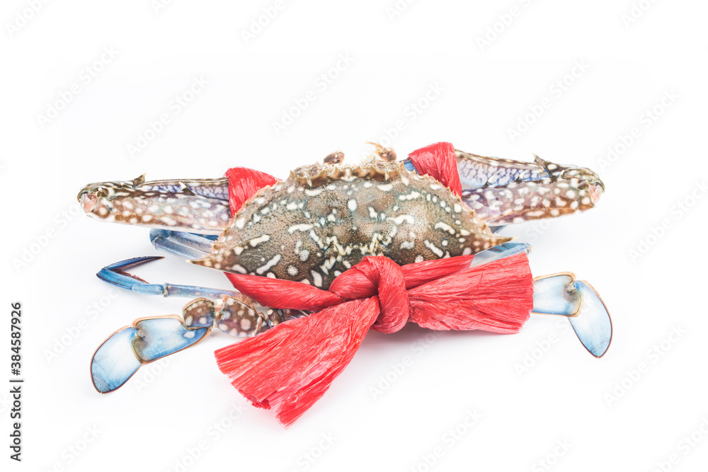 Fototapeta premium Blue crab isolated on white background
