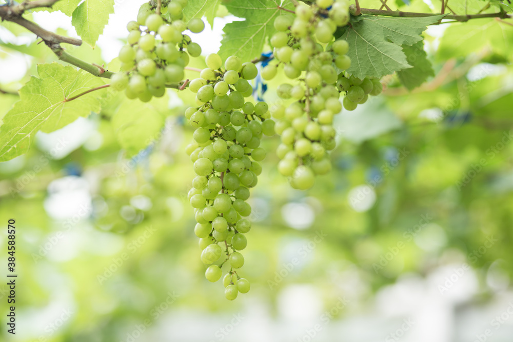 Close up young green grape in champagne vineyards, Bunches of ripe grapes before harvest. Close up young green grape in champagne vineyards, Bunches of ripe grapes before harvest.