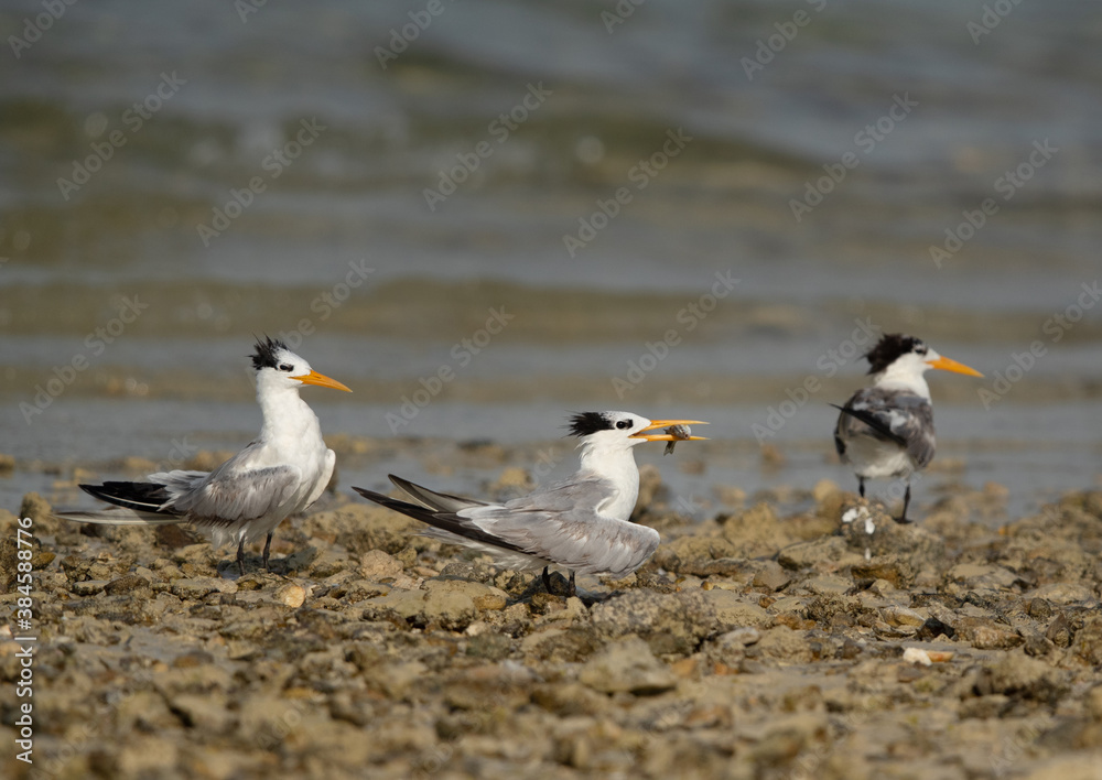 Greater Crested Tern with a fish to offer at Busaiteen coast, Bahrain