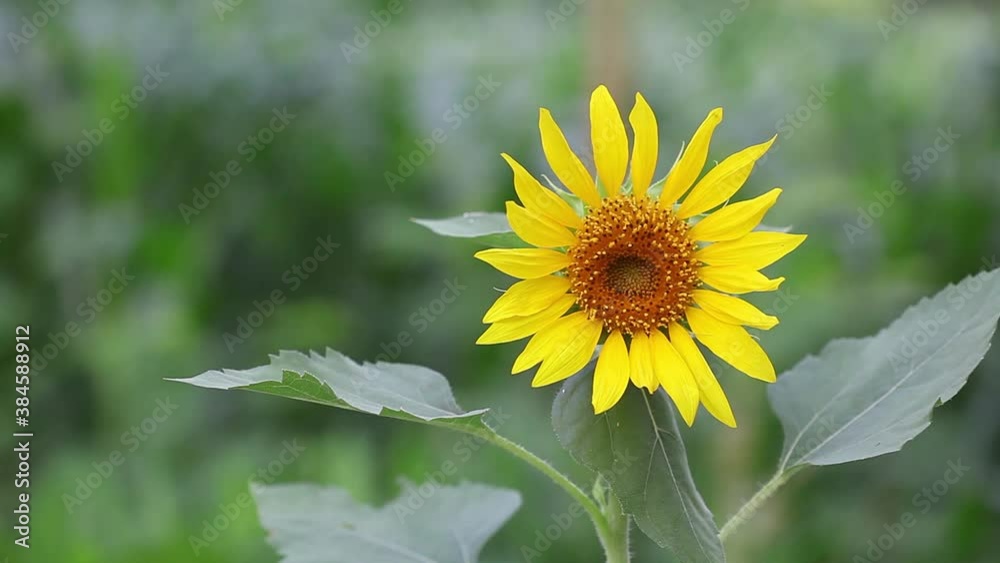 Sunflower sways in wind. sunflower flower closeup. field of yellow sunflower flowers against background of green leaves. Beautiful fields with sunflowers in summer. Sunflower sways in wind. sunflower flower closeup. field of yellow sunflower flowers against background of green leaves. Beautiful fields with sunflowers in summer.