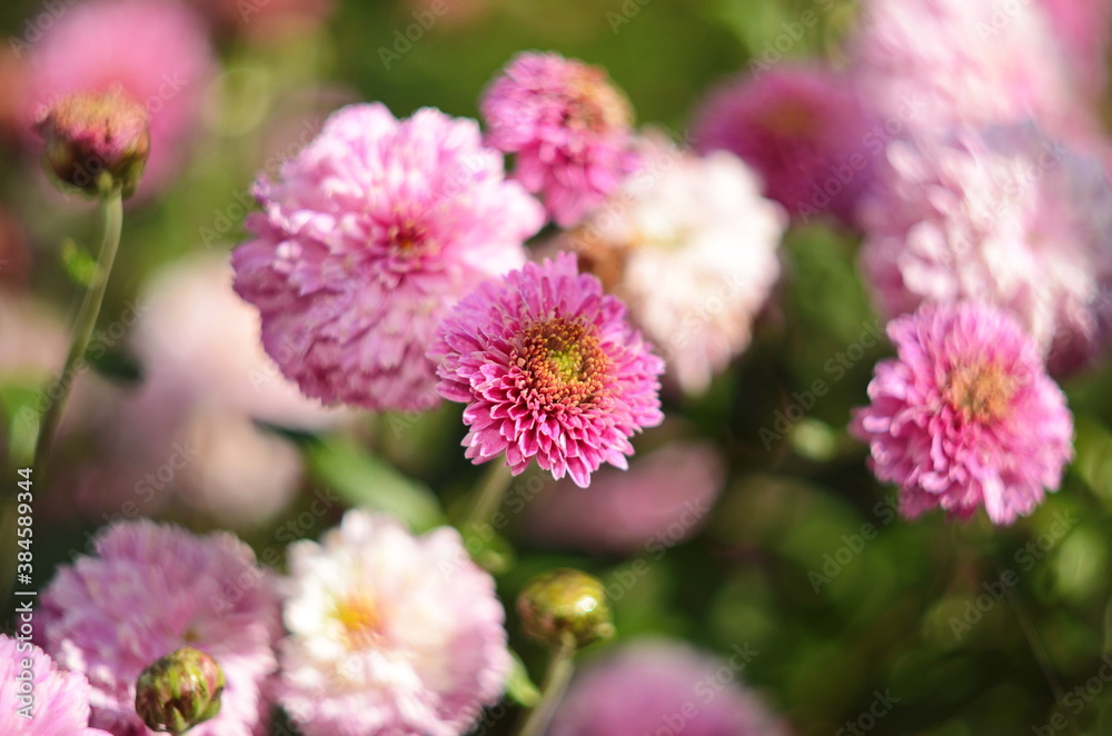 Beautiful of Chrysanthemum pink flowers in garden. Beautiful of Chrysanthemum pink flowers in garden.