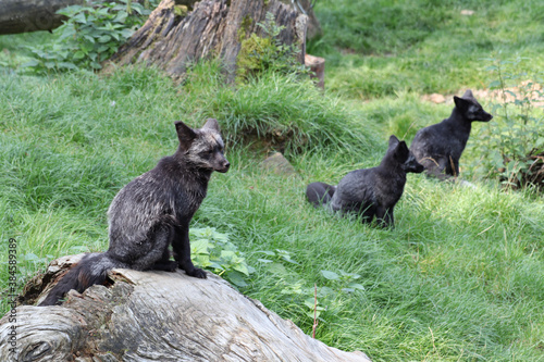 Ein Graufuchs auf einem Baum