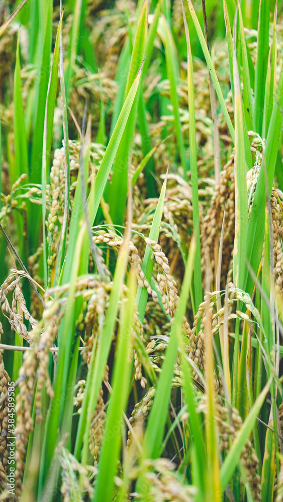 Obraz premium green wheat field