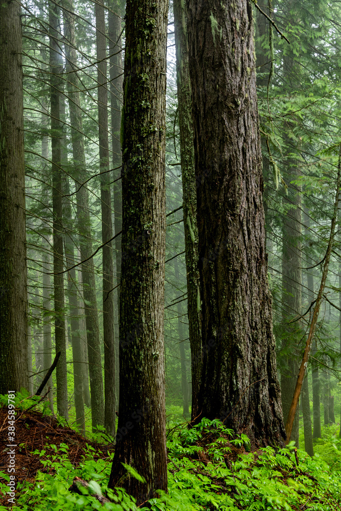 Obraz premium Forest in the mist willed with virgin Cedar trees