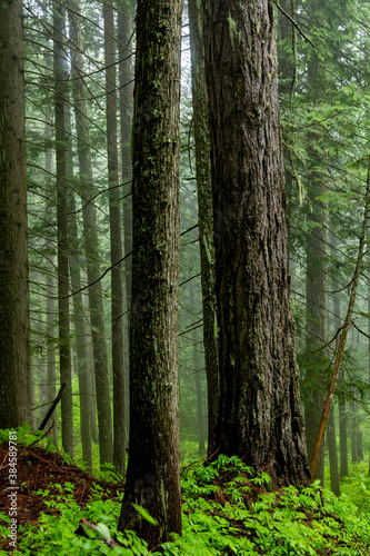 Fényképezés Forest in the mist willed with virgin Cedar trees