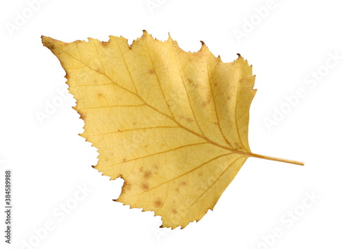 Yellow autumn dry leaf birch isolated on white background, with clipping path