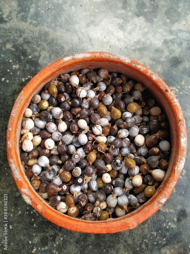 Φωτογραφία Photo of Seeds of Job's tears, scientific name Coix lacryma-jobi in a clay pot