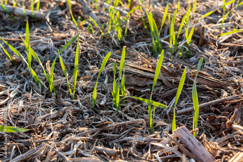 Close-up of winter wheat sprouting in a no-till field with soybean and corn residue. © Margaret Burlingham