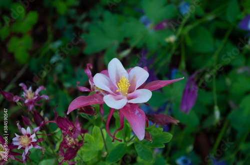 Columbine flower - pink and white