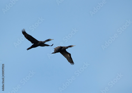 A pair of Socotra cormorants flying at Busaiteen coast  Bahrain