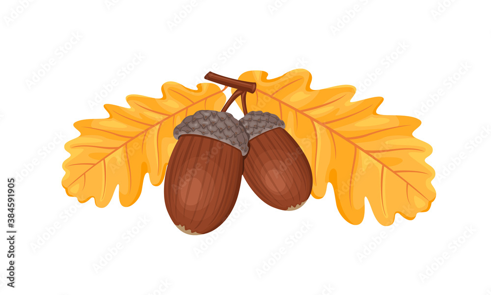 Premium Vector  Autumn oak acorn isolated on white background cartoon  vector illustration