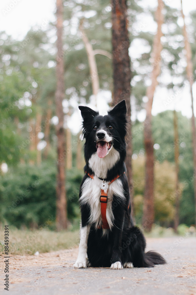 Dog sitting in nature. Border collie pet on a walk. Happy well-behaved animal in a park.