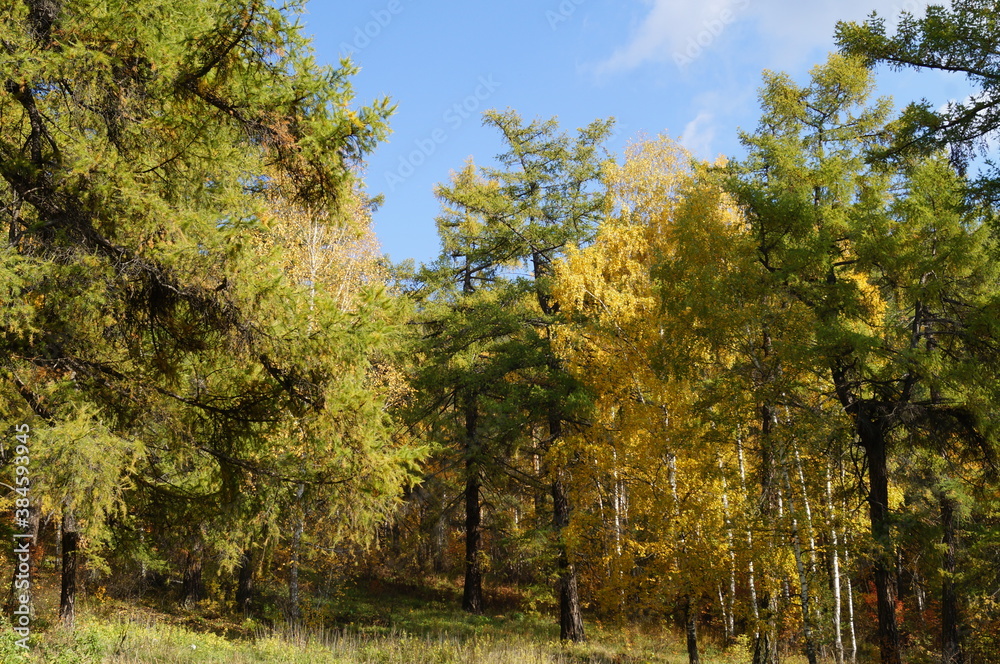 Sunny day. Forest, sky and trees - larch and birch trees