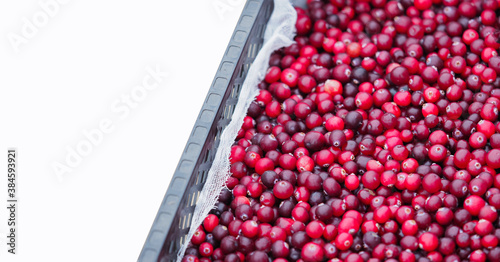 Ripe red cranberry or cowberry berries in a basket isolated on white background  panoramic view. Fresh lingonberry  harvest. Vaccinium oxycoccos