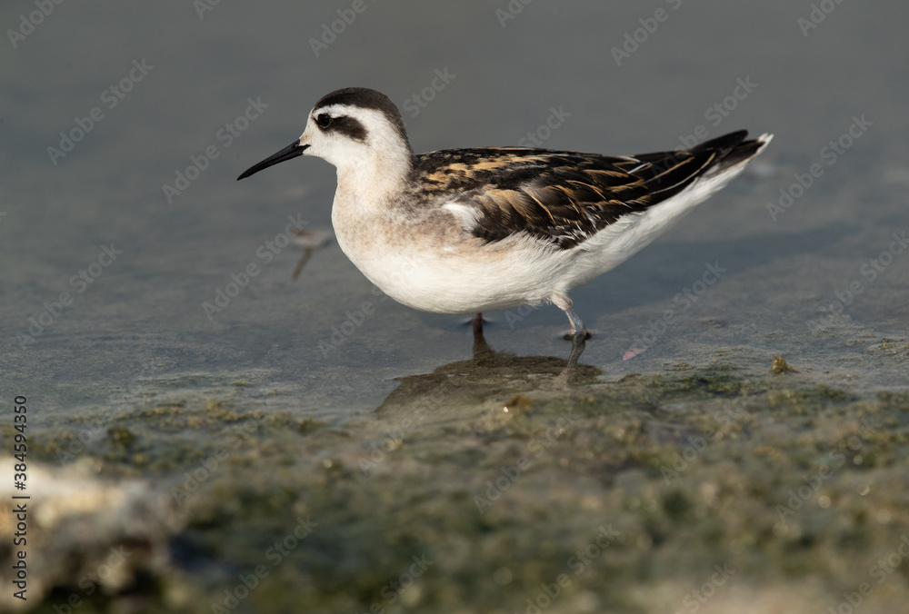 Red-necked phalarope at Asker Marsh, Bahrain Red-necked phalarope at Asker Marsh, Bahrain