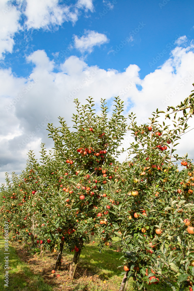 Apple garden