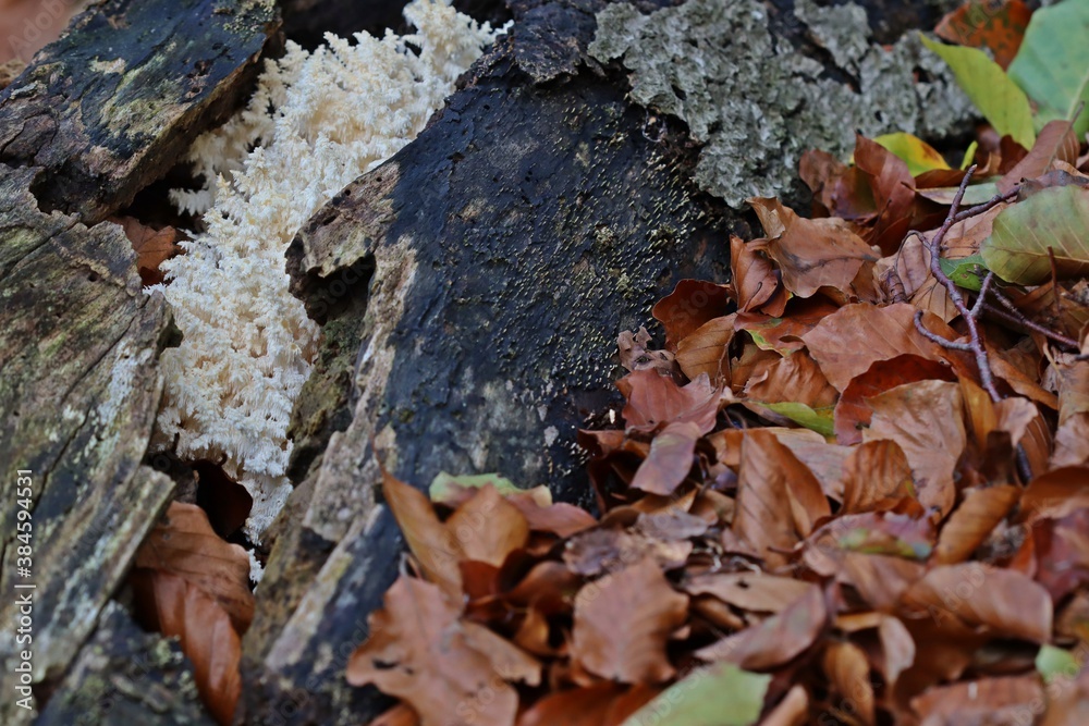 Ästiger Stachelbart (Hericium coralloides). Ästiger Stachelbart (Hericium coralloides).