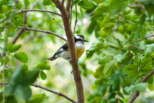 Brightly colored small songbird, a Bananaquit, perched on a branch with green leaves all around