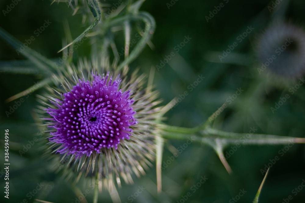 Close up of Purple Canadian Thistle brilliant green and purple bloom Close up of Purple Canadian Thistle brilliant green and purple bloom