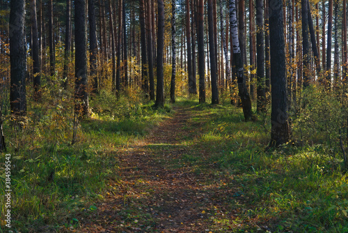 Beautiful landscape in autumn birch grove. Autumn, yellow birch forest, nature autumn landscape.