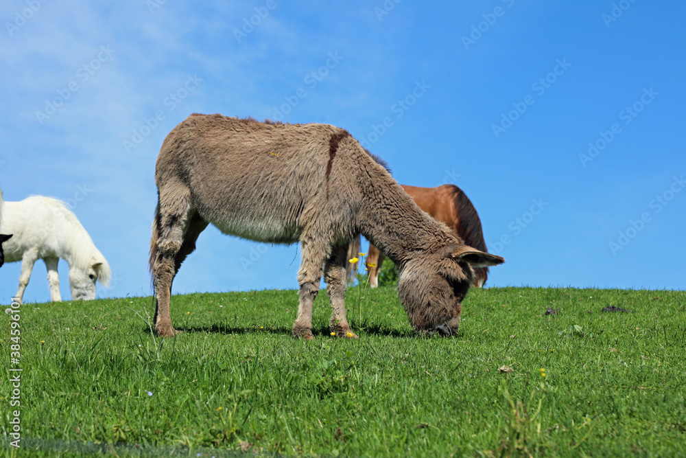 donkey in the field with horses donkey in the field with horses