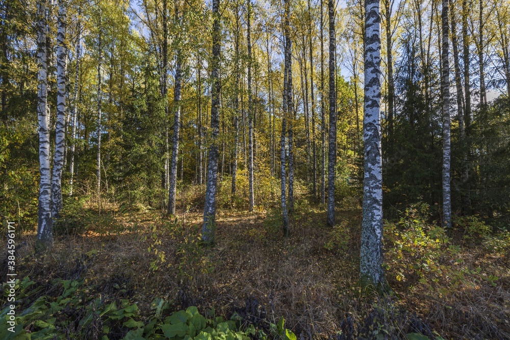Beautiful view of autumn yellowed forest trees on blue sky background. Beautiful view of autumn yellowed forest trees on blue sky background.