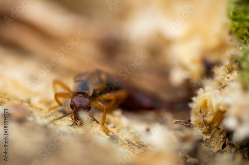 Macro of common earwig, forficula auricularia with blured background © Space Creator
