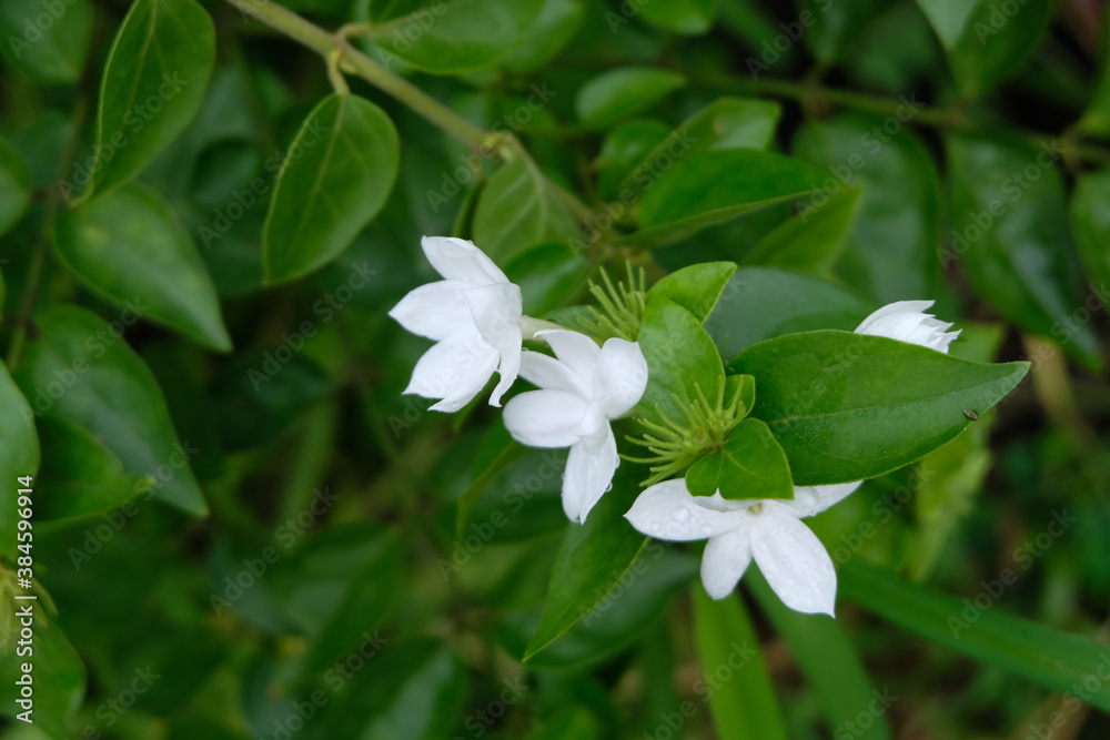 White star jasmine flowers with green bush behind White star jasmine flowers with green bush behind