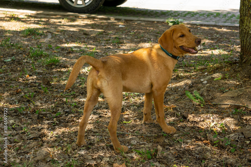 brown Labrador 