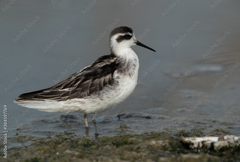 Closeup of a Red-necked phalarope at Asker Marsh, Bahrain Closeup of a Red-necked phalarope at Asker Marsh, Bahrain