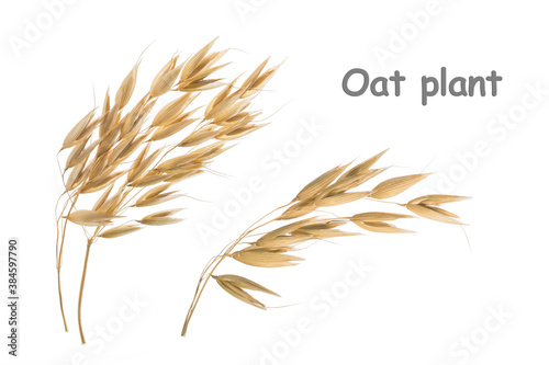 Oat plant isolated on white without shadow clipping path