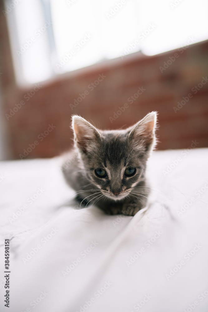 Beautiful and cute furry grey small kitty cat playing on the bed on a sunny day Beautiful and cute furry grey small kitty cat playing on the bed on a sunny day